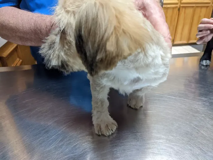 249 Animal Clinic Picture 2