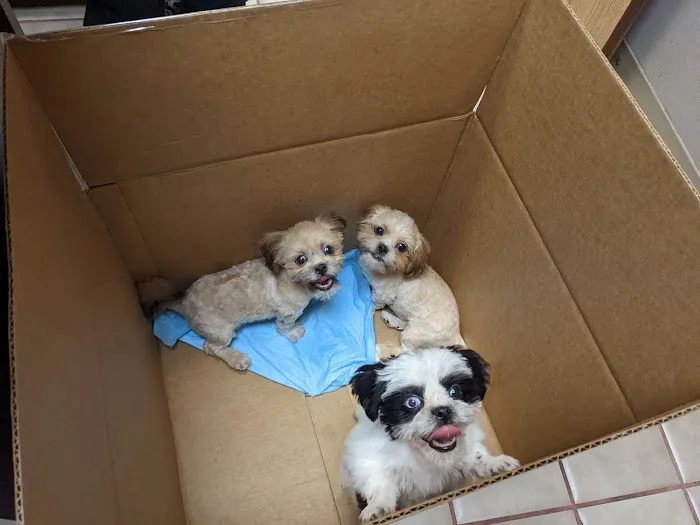 249 Animal Clinic Picture 4