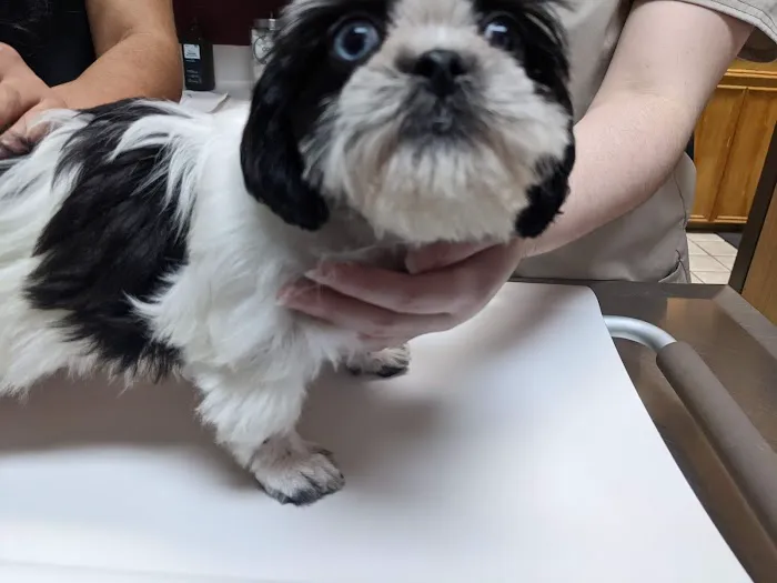 249 Animal Clinic Picture 6