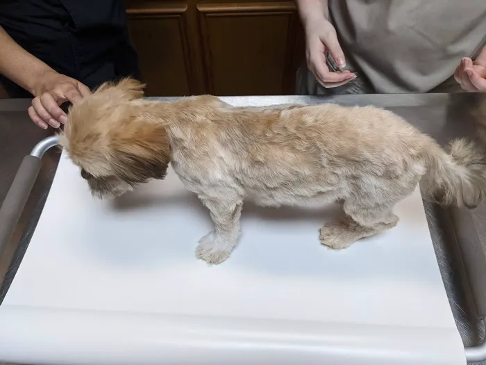 249 Animal Clinic Picture 7