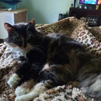 Glenwood Falls Animal Hospital ico