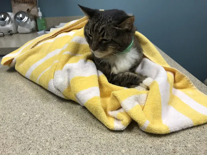 Glenwood Falls Animal Hospital Picture 10