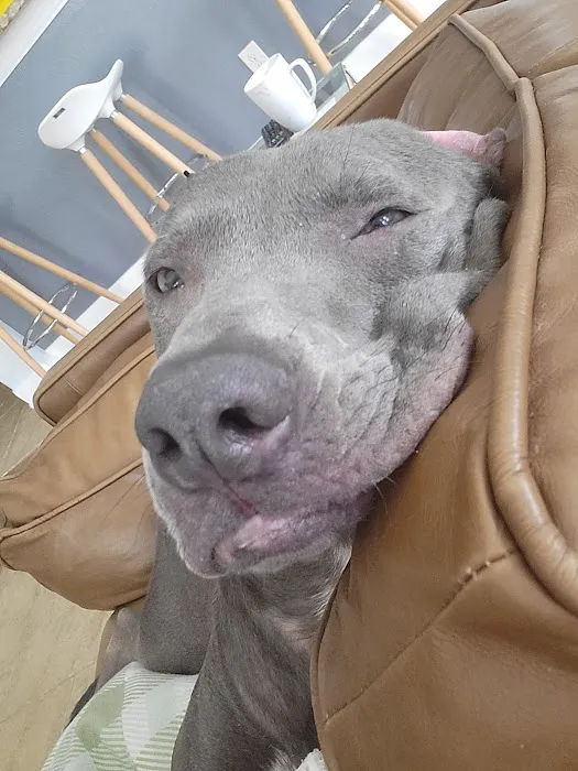 Longwood Animal Hospital and Pet Resort Picture 6