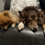 Longwood Animal Hospital and Pet Resort