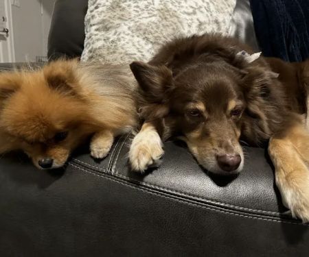 Longwood Animal Hospital and Pet Resort