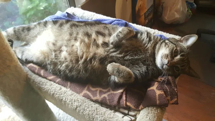 Lakewood Forest Veterinary Hospital Picture 8
