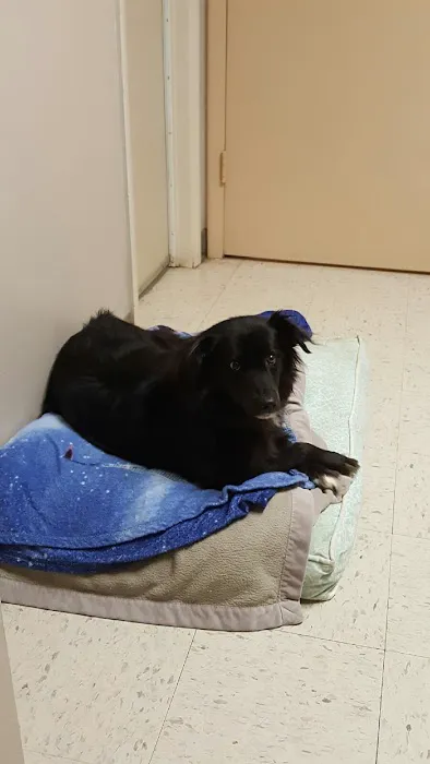 Lakewood Forest Veterinary Hospital Picture 5