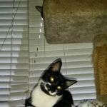 Lakewood Forest Veterinary Hospital