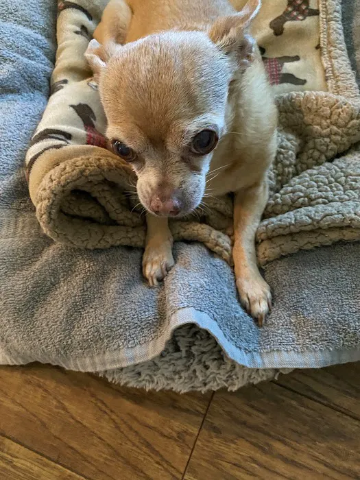 Cy-Fair Animal Hospital Picture 8