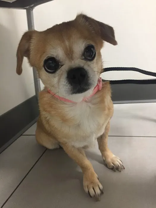 Cy-Fair Animal Hospital Picture 10