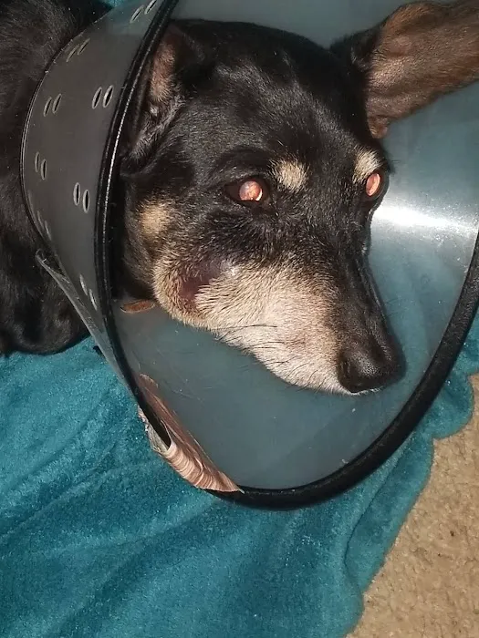 Cy-Fair Animal Hospital Picture 3