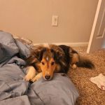 Banfield Pet Hospital
