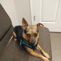 My Family Vet ico