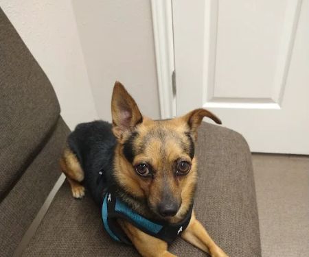 My Family Vet