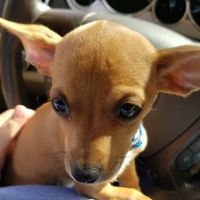 My Family Vet: Scott Clara M DVM ico