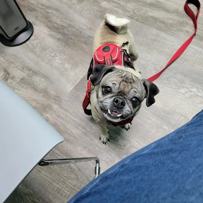 Rayford Animal Wellness Clinic Picture 4