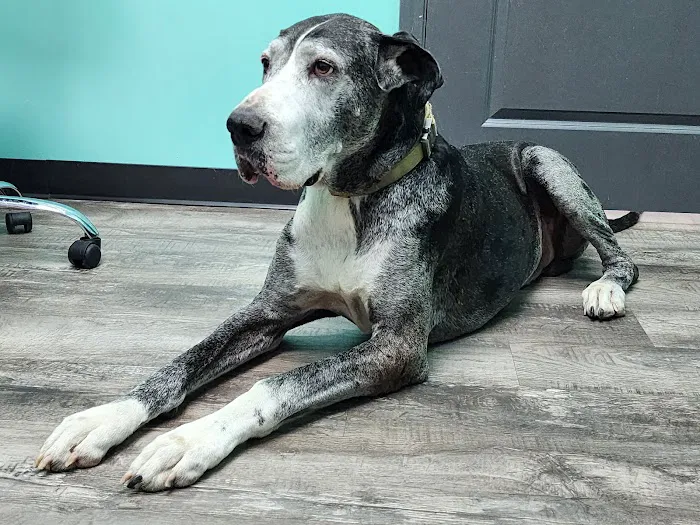 Rayford Animal Wellness Clinic Picture 5