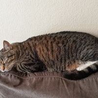 Rayford Animal Wellness Clinic ico