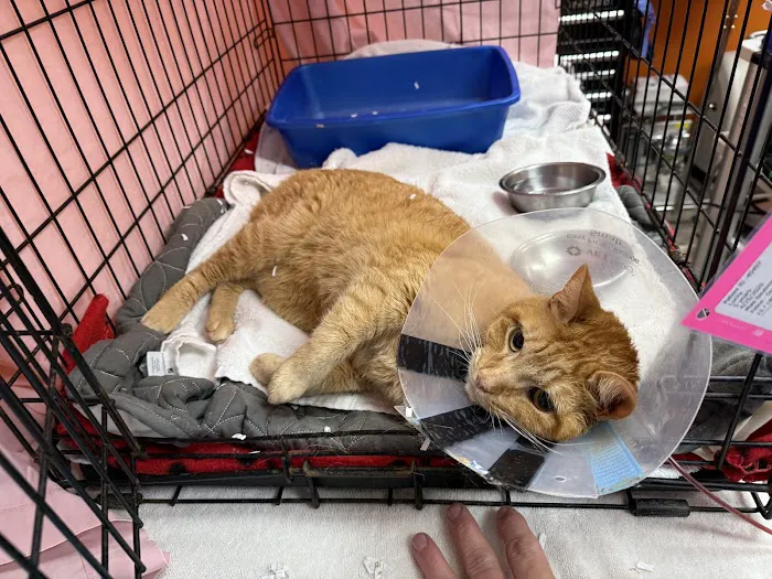 Rayford Animal Wellness Clinic Picture 7