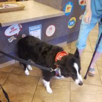 VCA Woodlands Animal Hospital ico