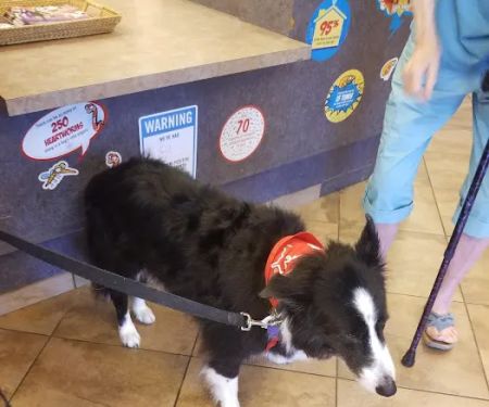 VCA Woodlands Animal Hospital