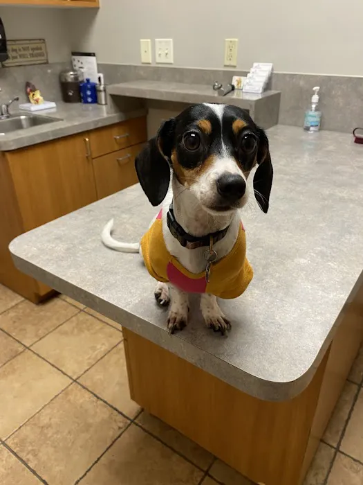 True Companion Animal Hospital Picture 8