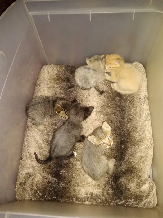 Texas Litter Control Picture 2