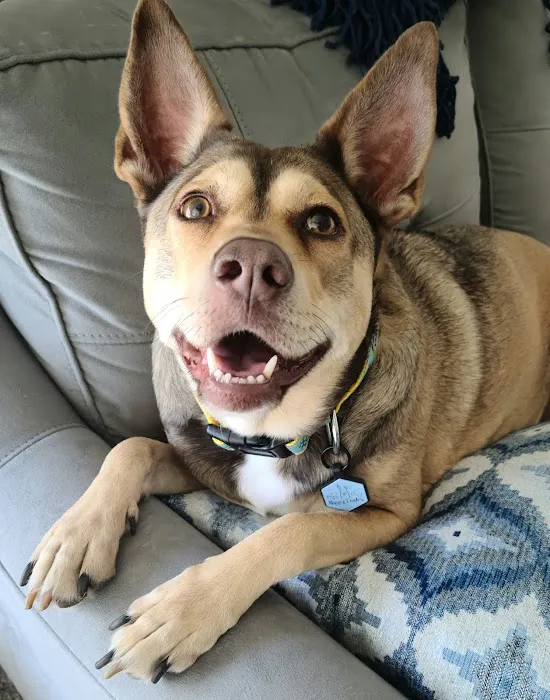 Houston Pet Dental Picture 7