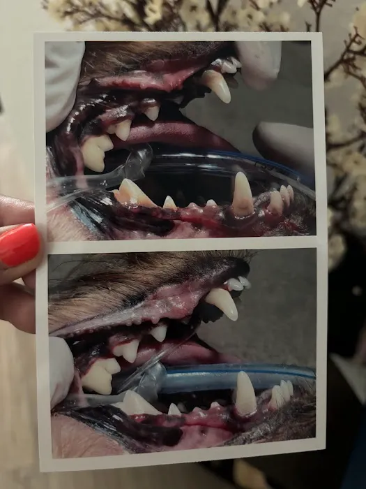Houston Pet Dental Picture 2