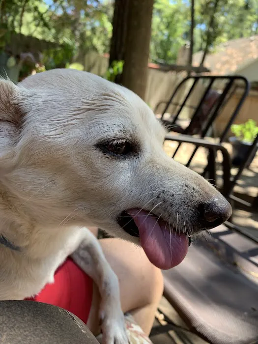 Houston Pet Dental Picture 6