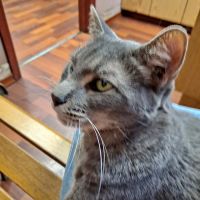 Gosling Road Veterinary Clinic ico