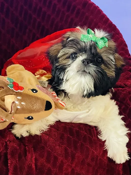 Grogan's Mill Pet Clinic Picture 10