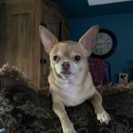 Grogan's Mill Pet Clinic