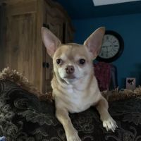 Grogan's Mill Pet Clinic ico
