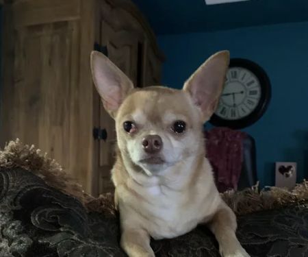 Grogan's Mill Pet Clinic