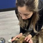 PetLife Urgent Care & Wellness Center