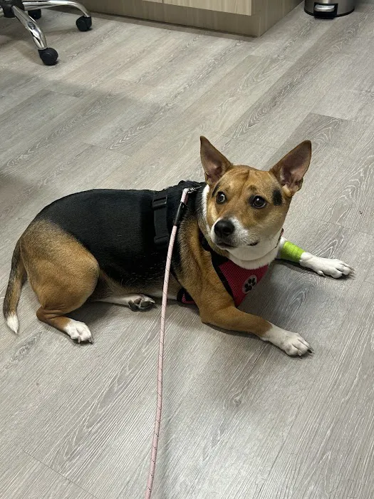 PetLife Urgent Care & Wellness Center Picture 6