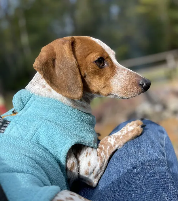 Champion Wood Animal Hospital Picture 8