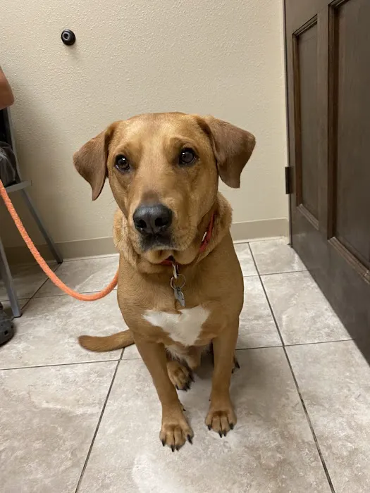 All Community Animal Hospital Picture 10