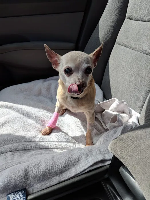 All Community Animal Hospital Picture 8