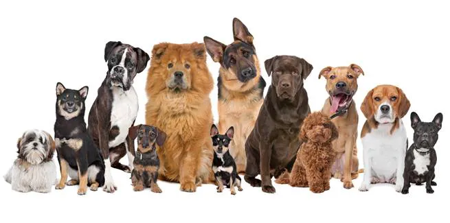 Northpark Animal Hospital Picture 5