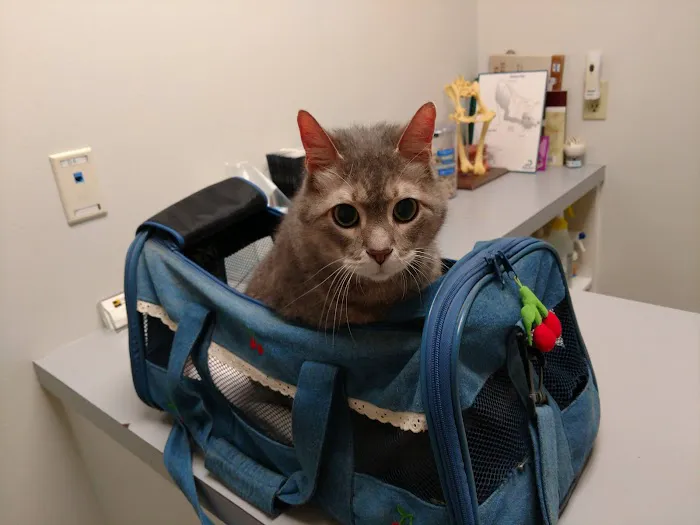 Northpark Animal Hospital Picture 8