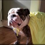 Northpark Animal Hospital