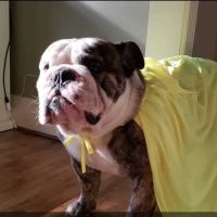 Northpark Animal Hospital ico