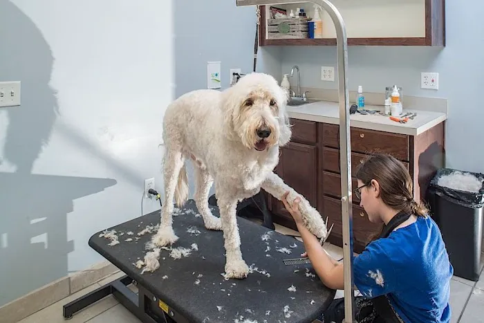 Kings Crossing Animal Hospital Picture 9