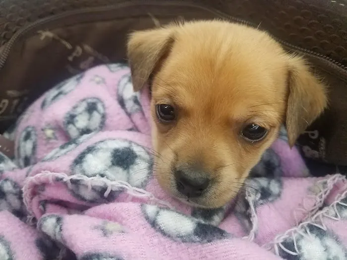 Banfield Pet Hospital Picture 4