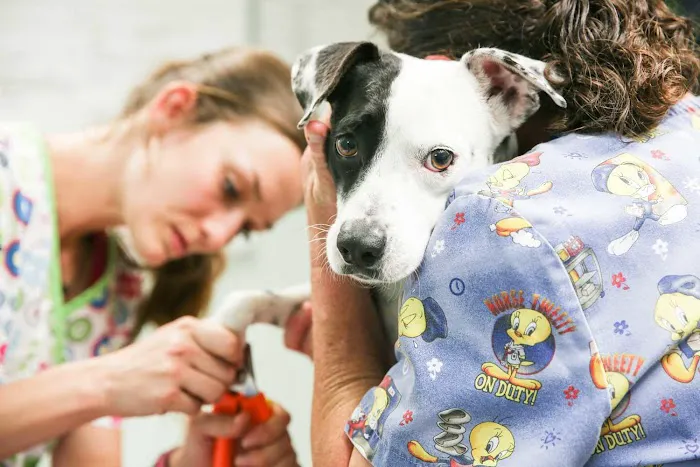 Marina Bay Animal Hospital Picture 5
