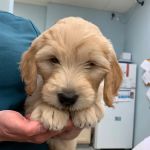 Bayside Animal Hospital | Kemah, TX