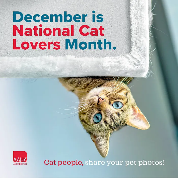 Bayside Animal Hospital | Kemah, TX Picture 8