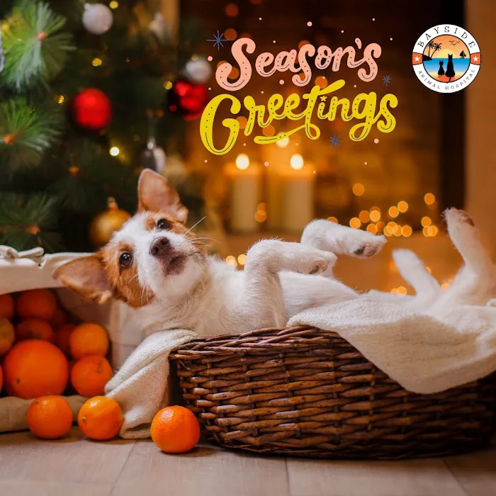 Bayside Animal Hospital | Kemah, TX Picture 4